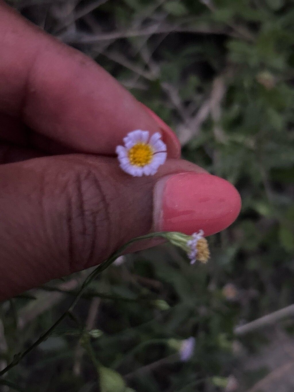 Psilactis asteroides — houseplant care guide