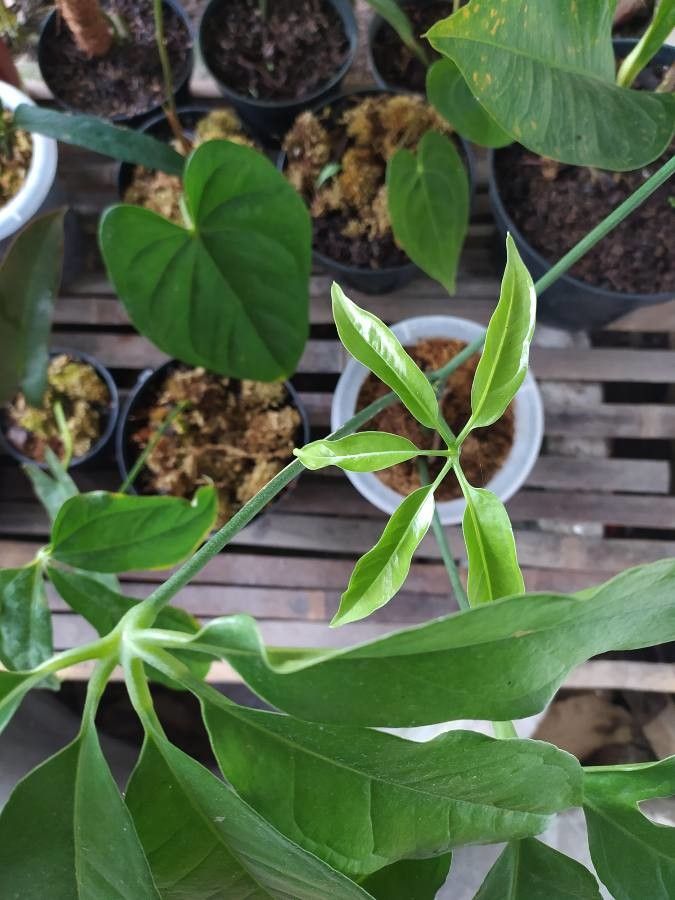 Anthurium digitatum — search result for 'Anthurium'