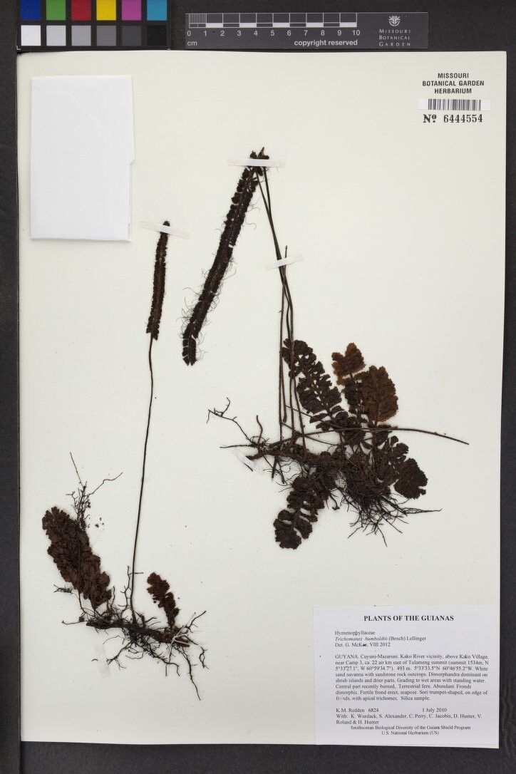 Trichomanes humboldtii other