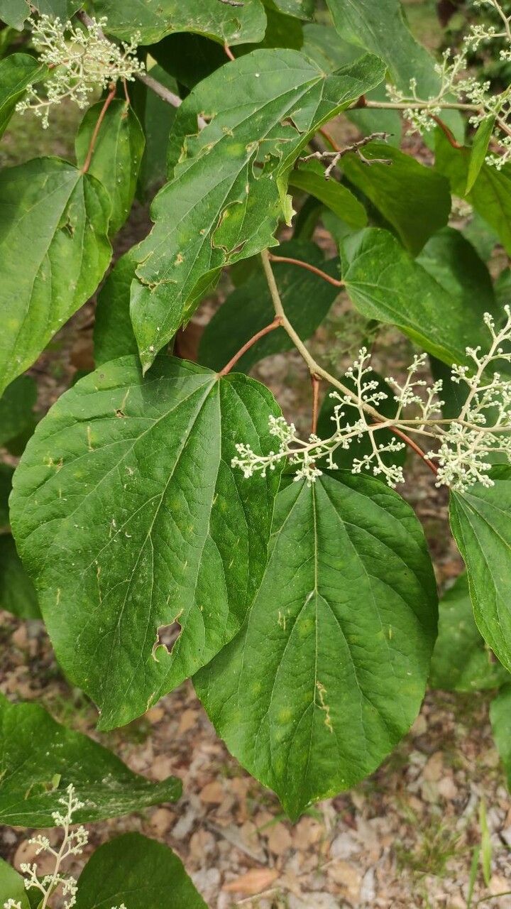 Poliothyrsis sinensis leaf