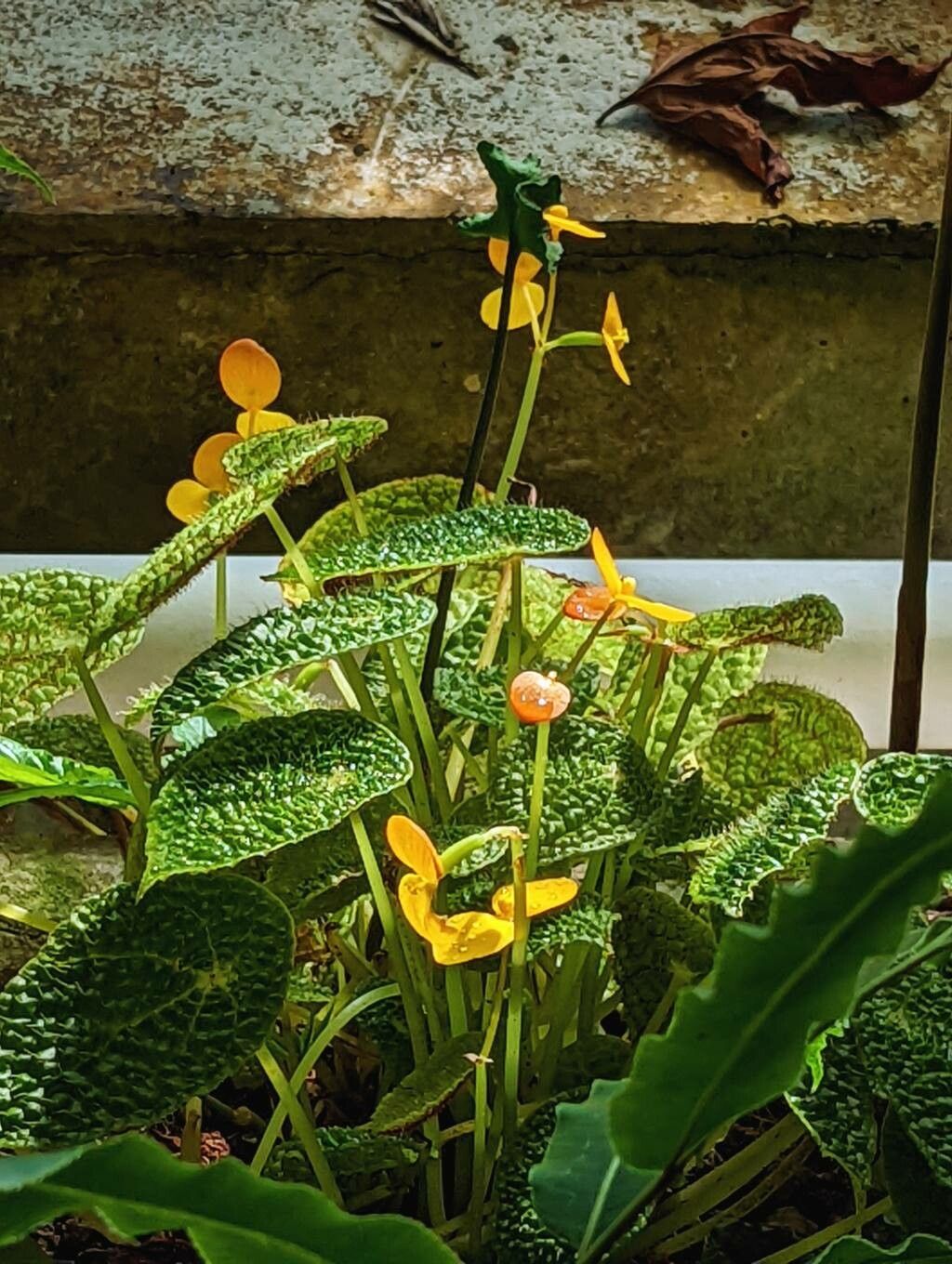 Begonia microsperma — houseplant care guide