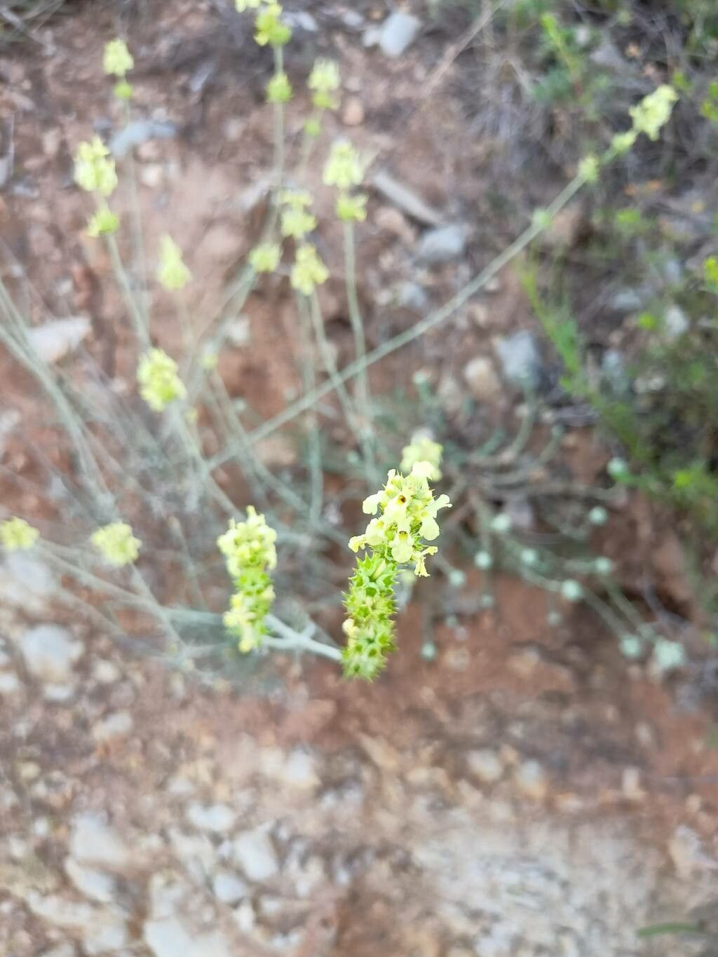 Sideritis glacialis flower