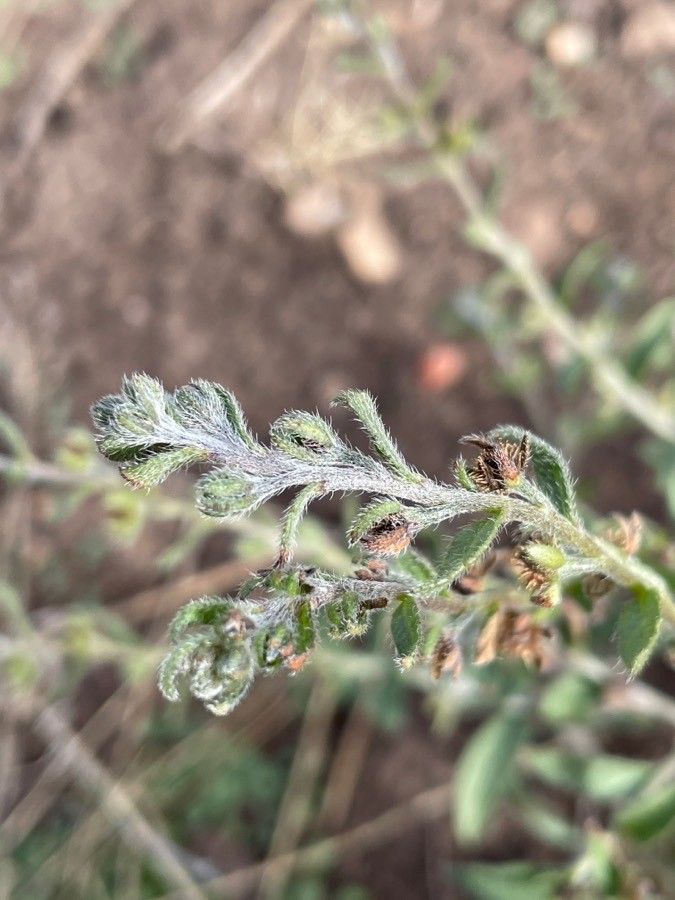 Lappula squarrosa flower