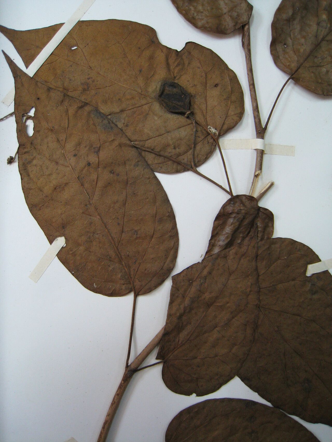 Solanum endopogon — houseplant care guide