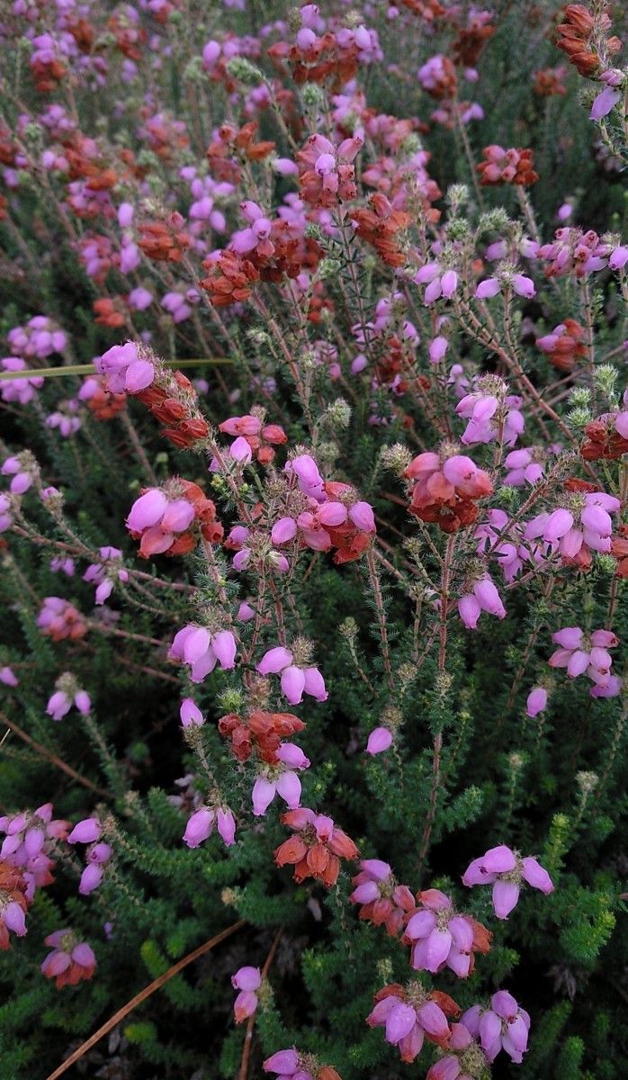 Erica × watsonii — search result for 'Erica'