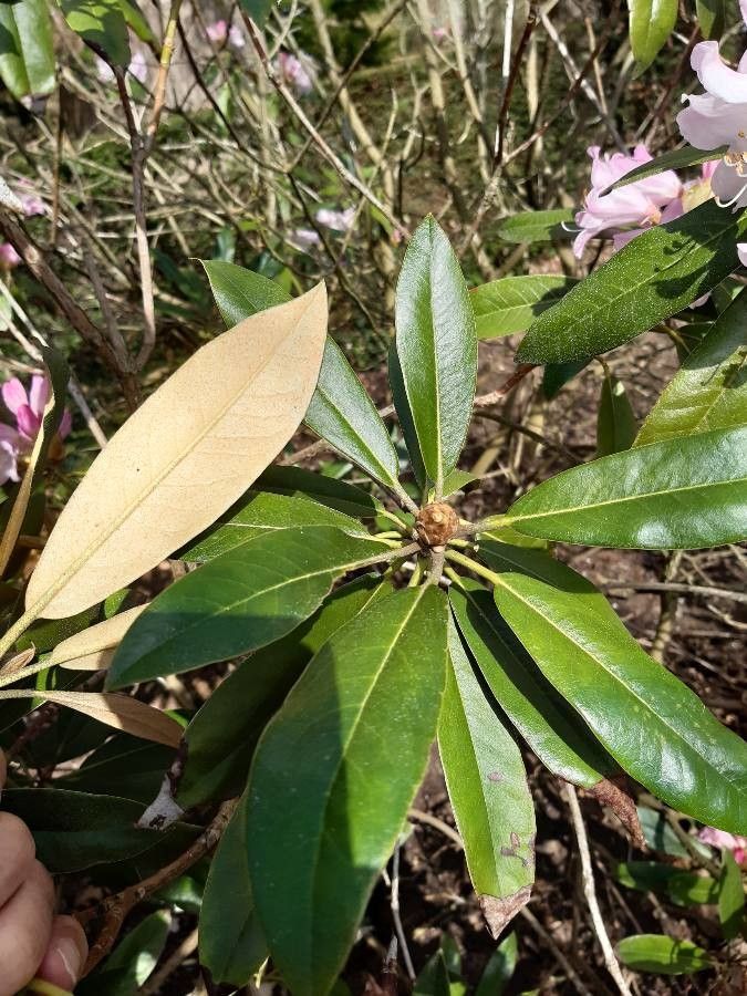 Rhododendron balfourianum leaf