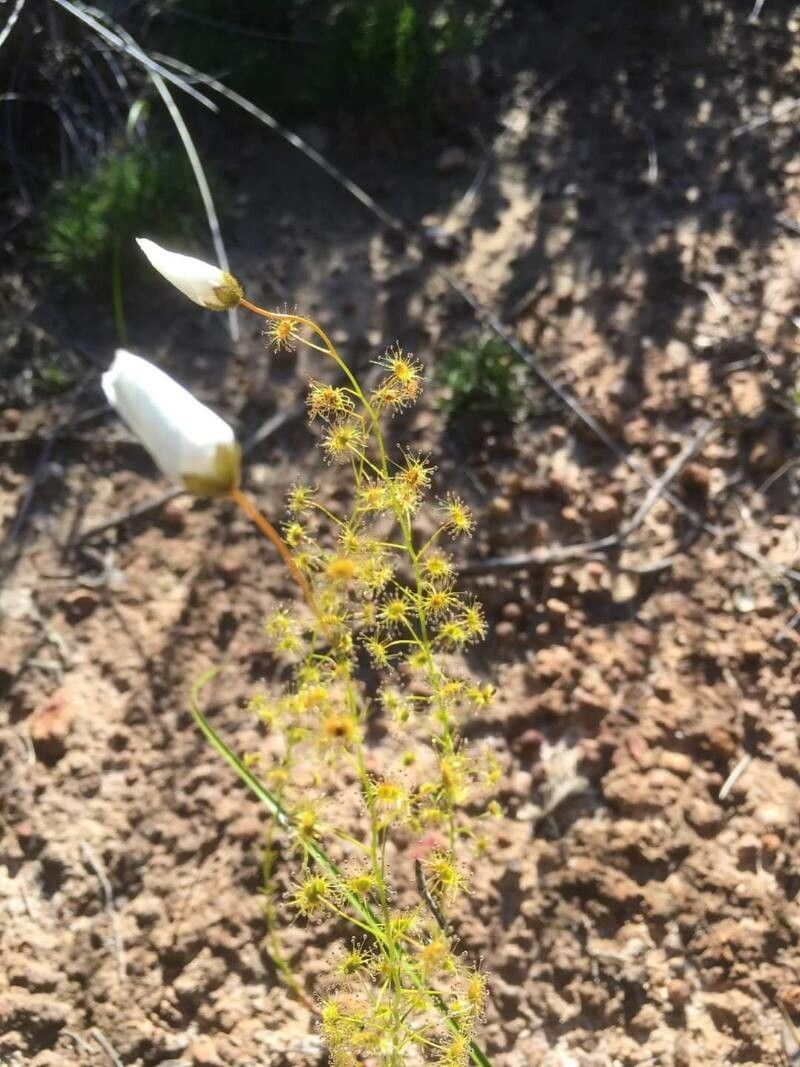 Drosera pallida flower