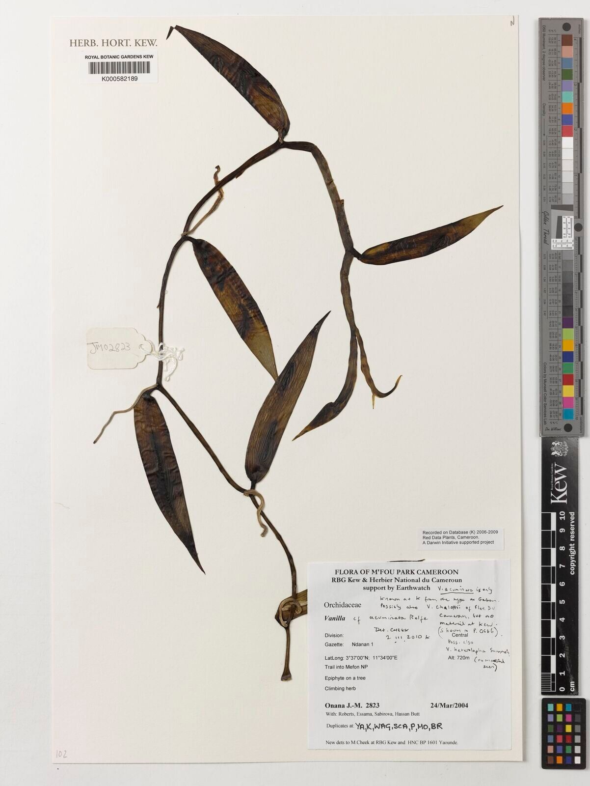 Vanilla acuminata — related species from the same genus