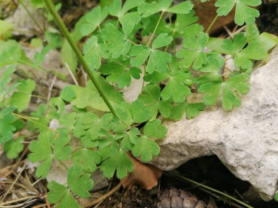 Aquilegia reuteri leaf
