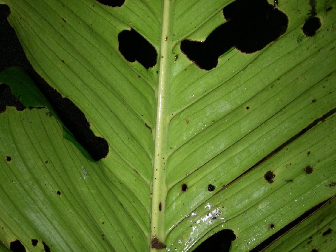 Monstera costaricensis leaf