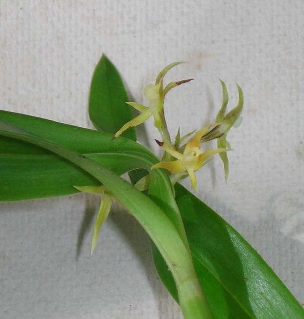 Prosthechea pseudopygmaea other