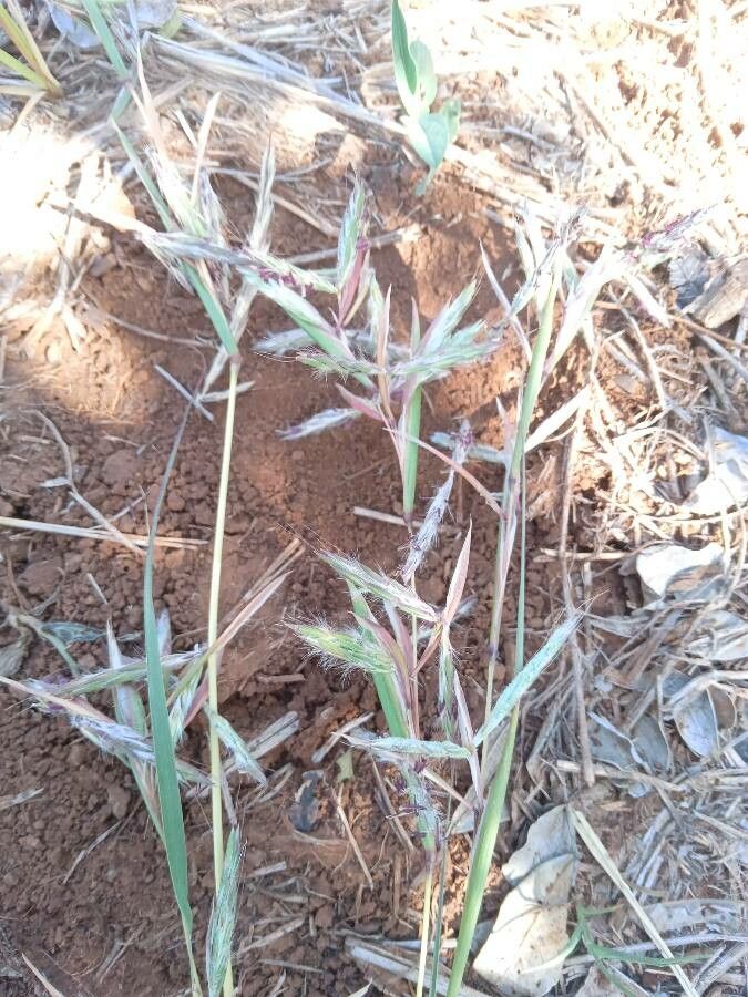 Hyparrhenia filipendula flower