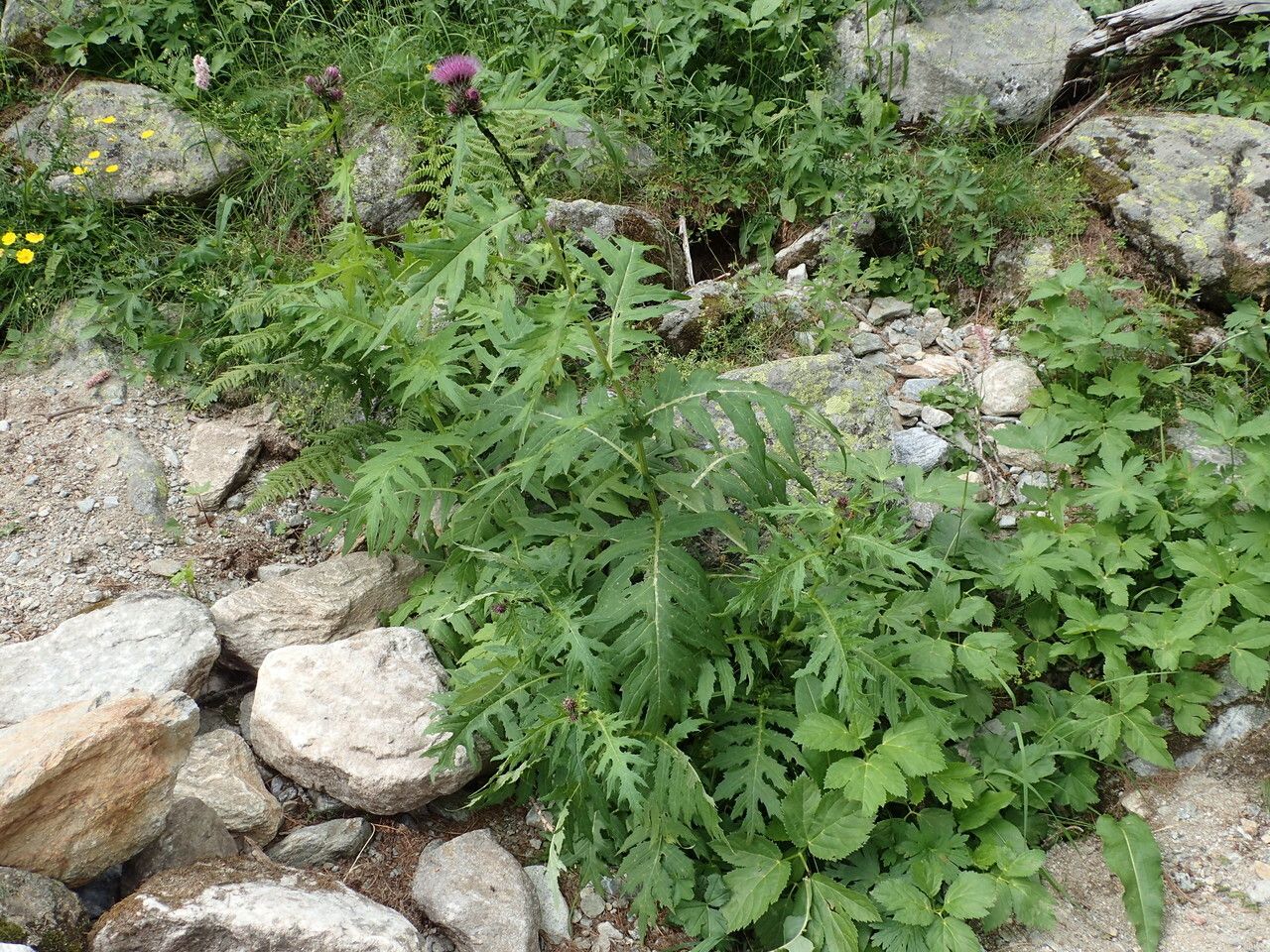 Cirsium alsophilum habit