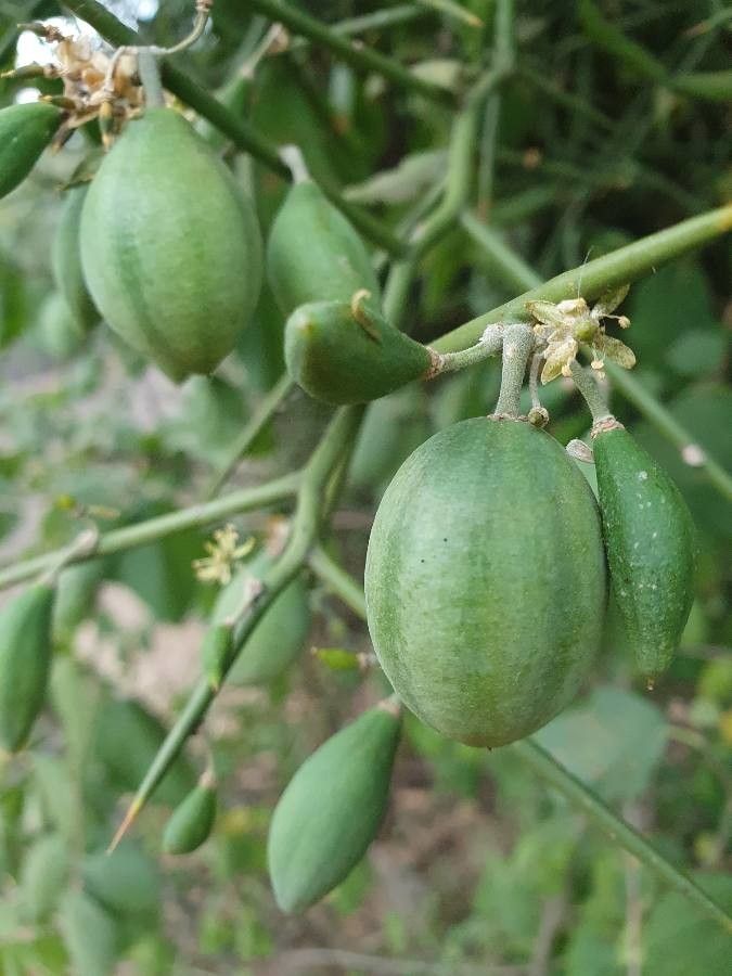 Balanites glabra fruit