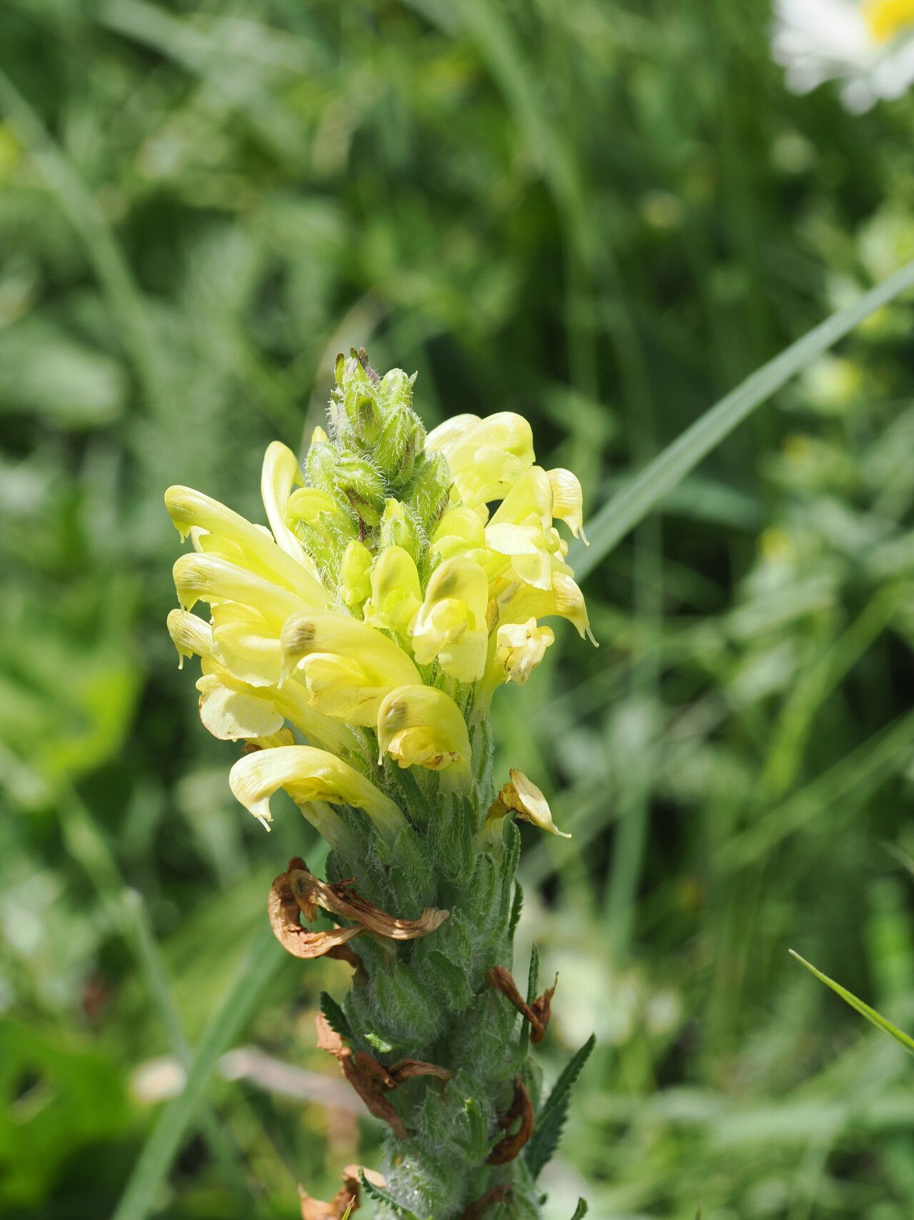 Pedicularis kaufmannii — houseplant care guide