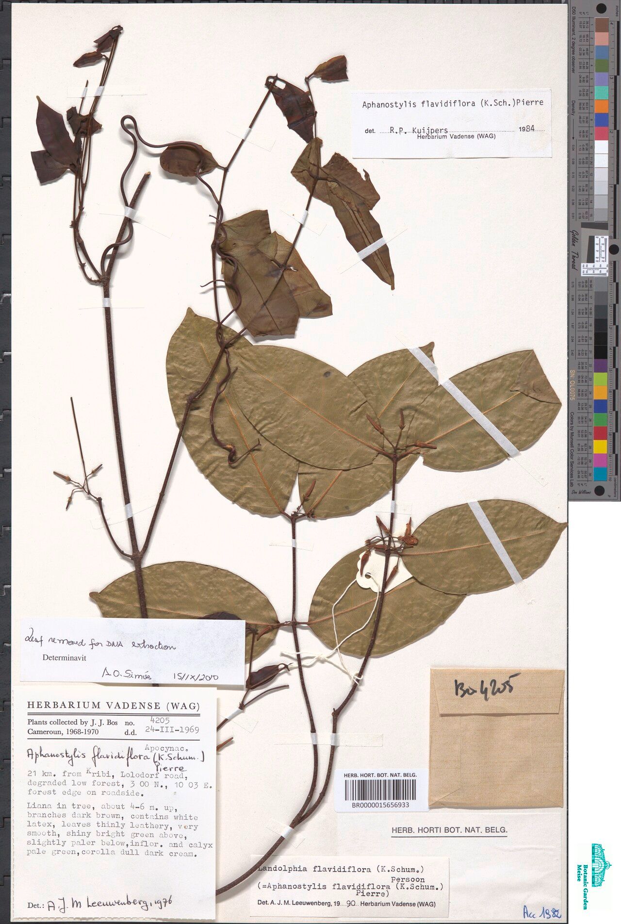 Landolphia flavidiflora — houseplant care guide