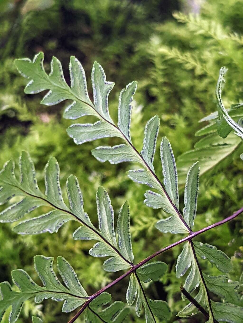 Hemionitis intramarginalis fruit