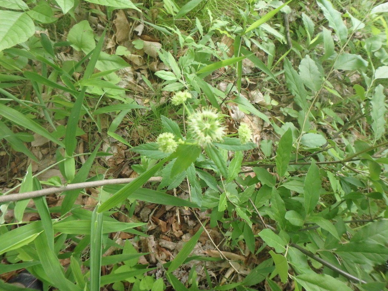 Sanicula marilandica flower