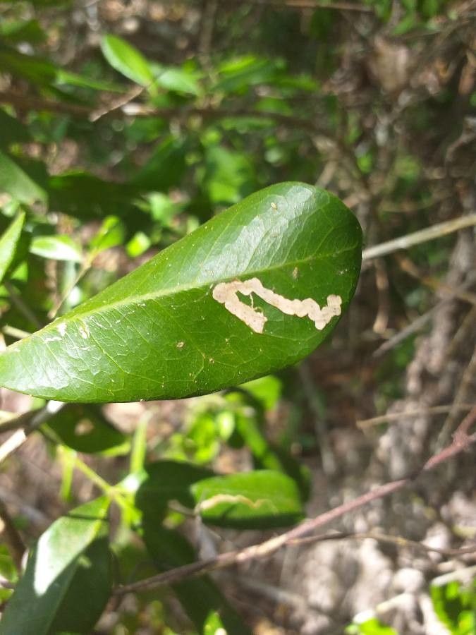 Vepris trichocarpa — search result for 'Vepris'