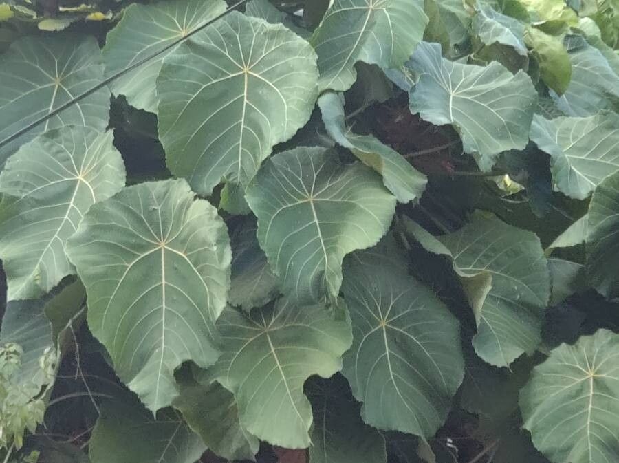 Ficus abutilifolia leaf