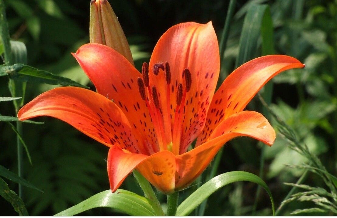 Lilium parvum — search result for 'Lilium'