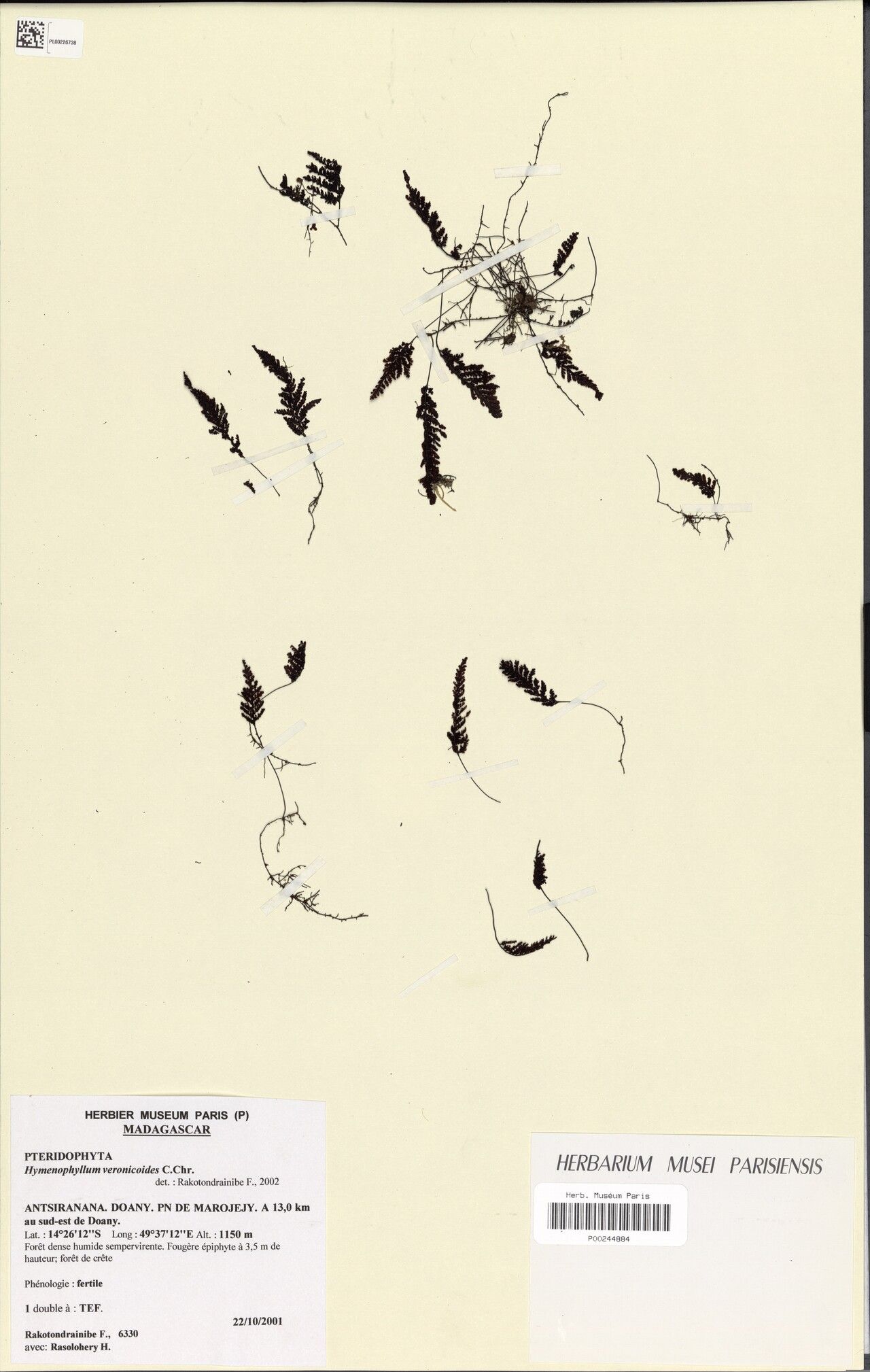 Hymenophyllum veronicoides — houseplant care guide