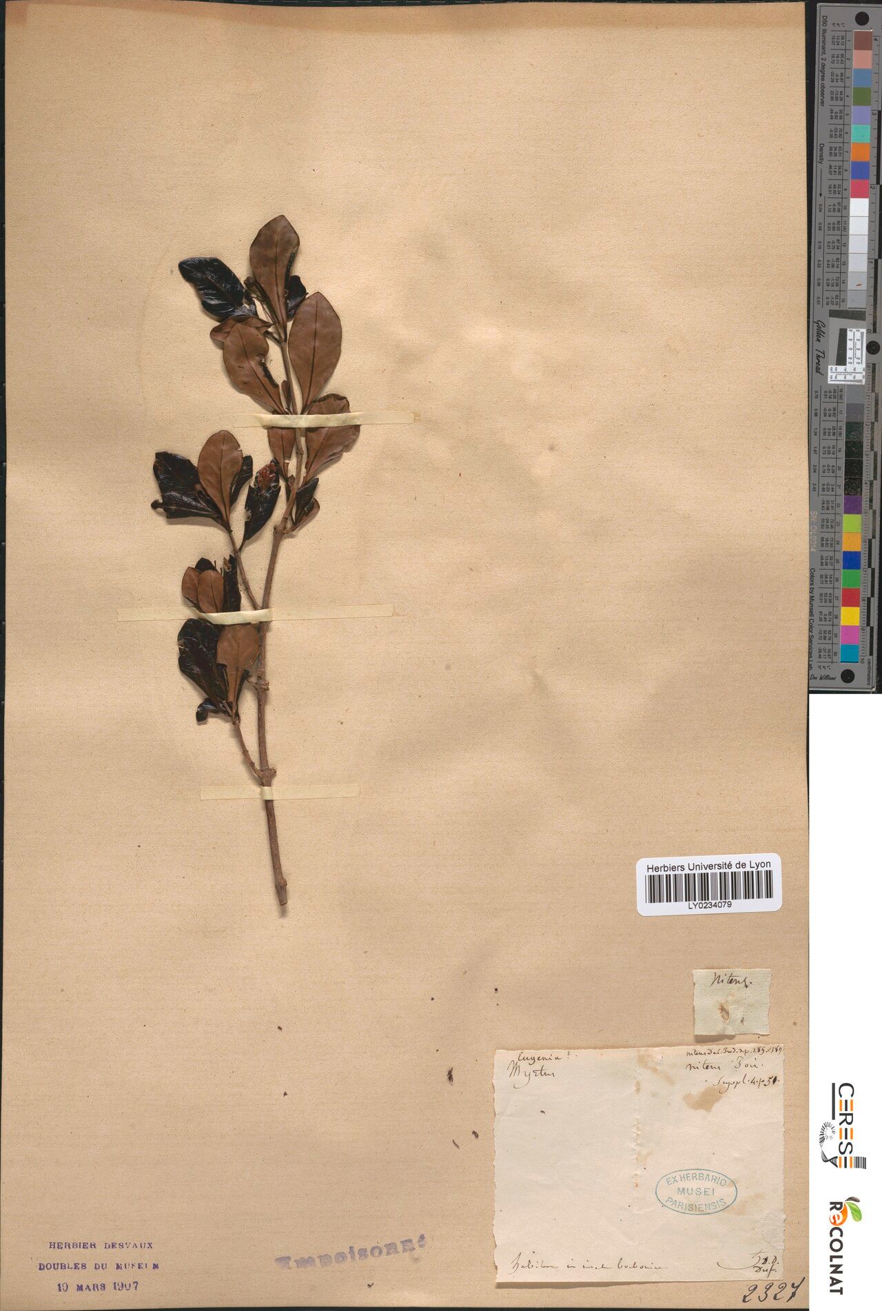 Ixora nitens — search result for 'Ixora'