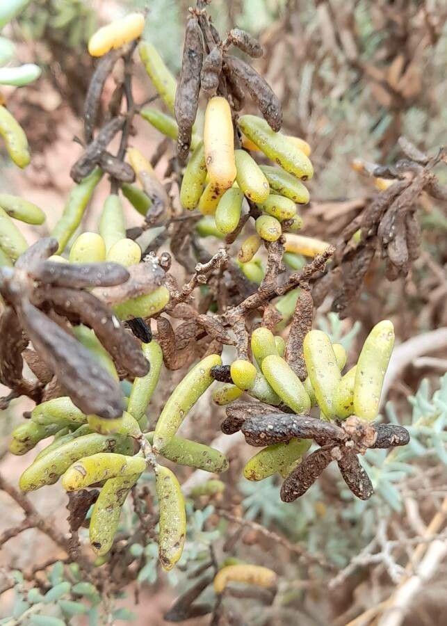 Suaeda divaricata fruit