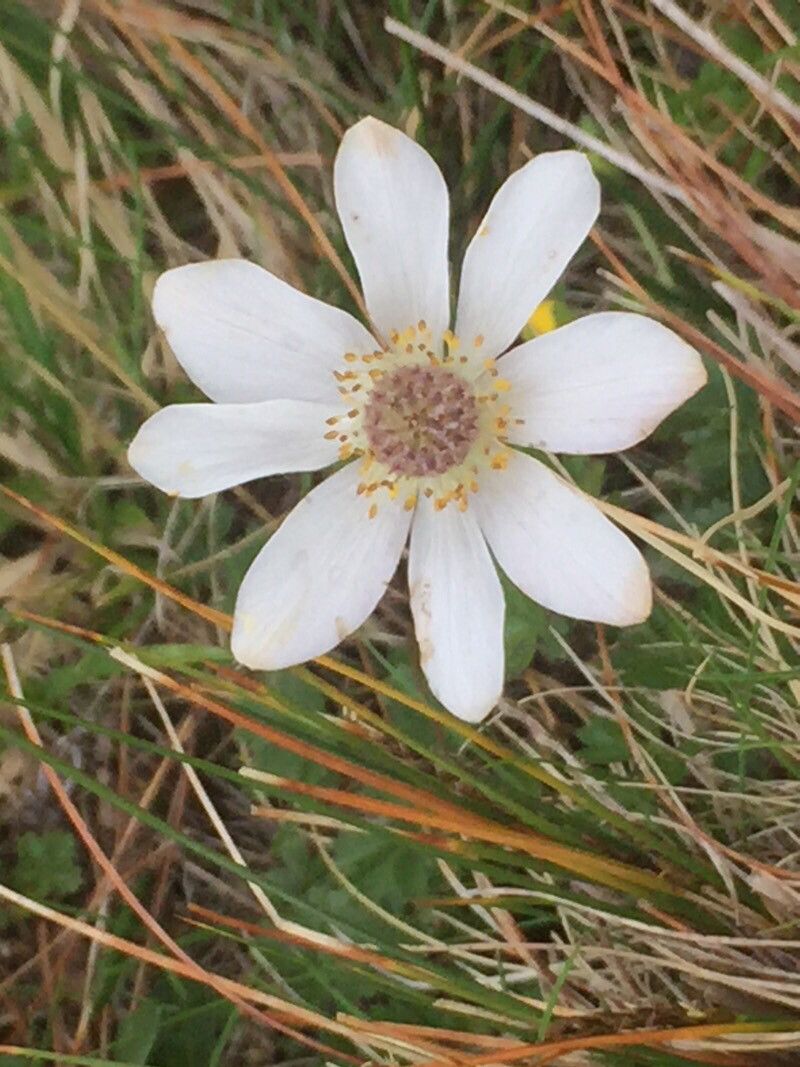 Anemone berlandieri flower