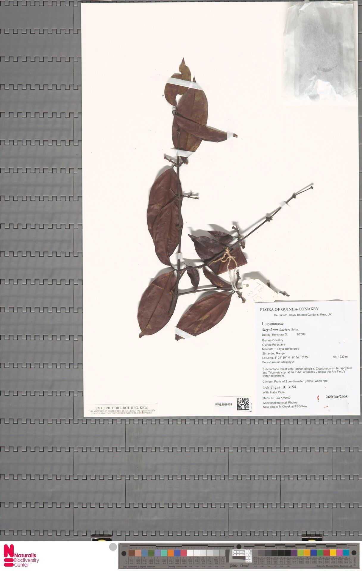 Strychnos barteri — houseplant care guide