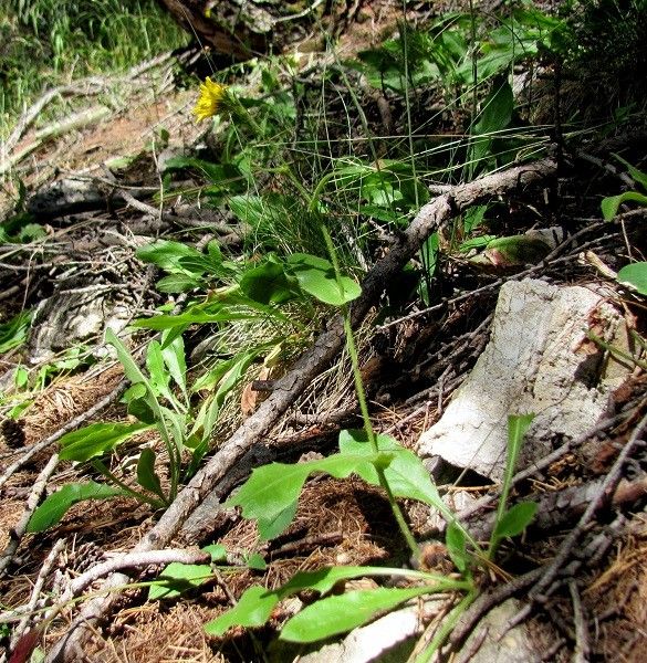 Hieracium petraeum — houseplant care guide