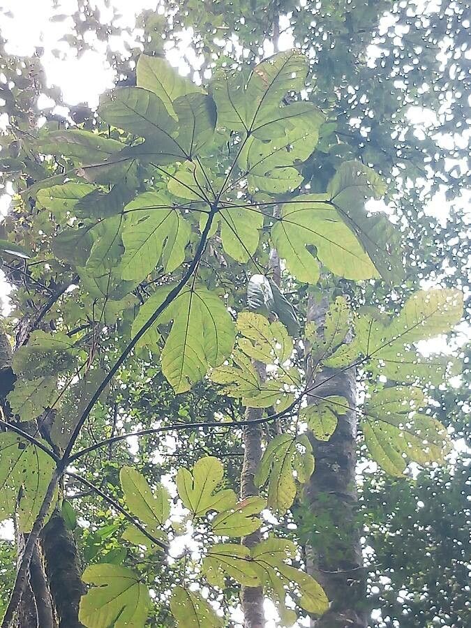 Sterculia multiovula habit