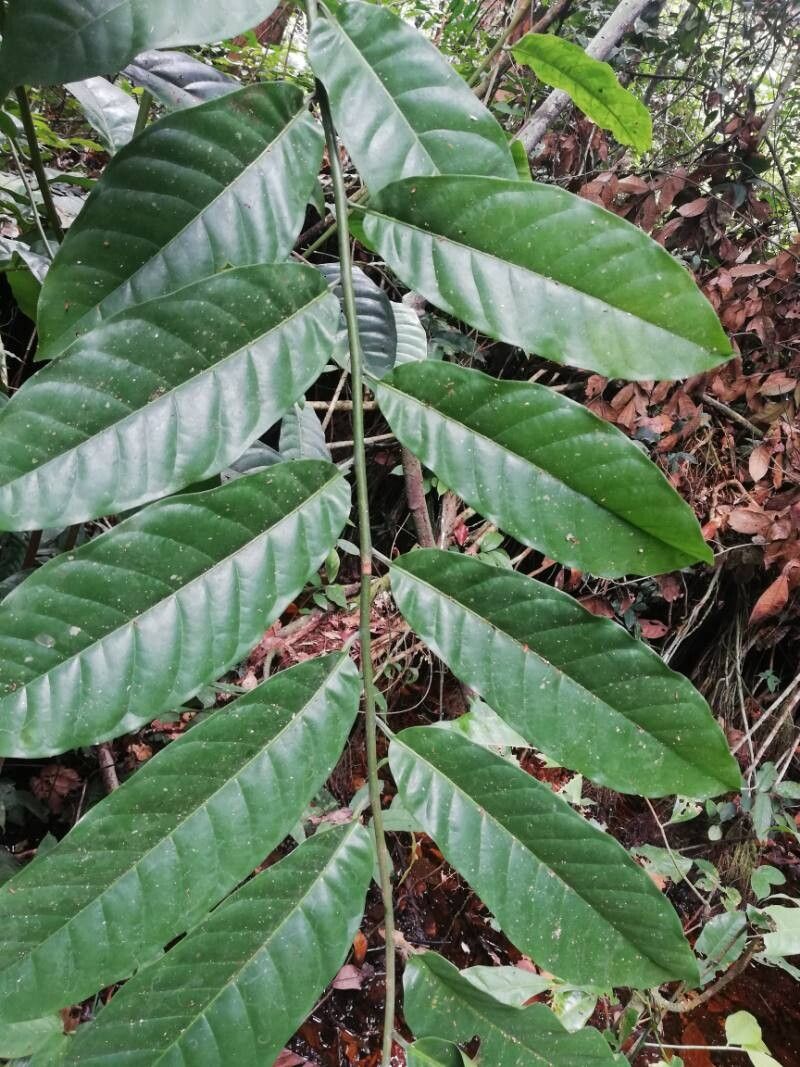 Pycnanthus marchalianus leaf