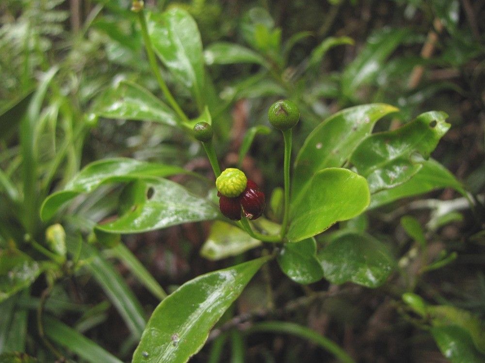 Zygogynum pauciflorum habit