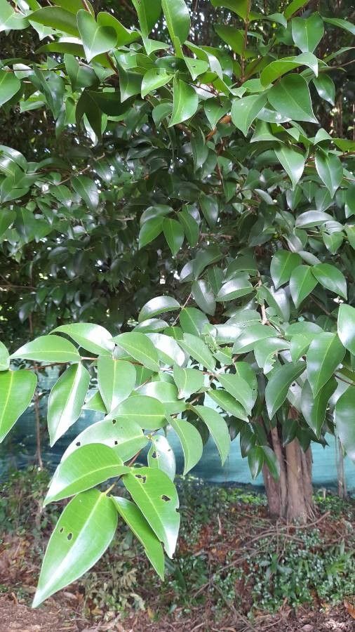 Mouriri guianensis leaf