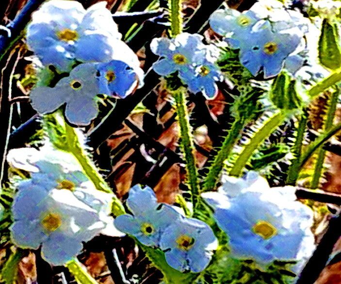 Cryptantha intermedia — search result for 'Cryptantha'