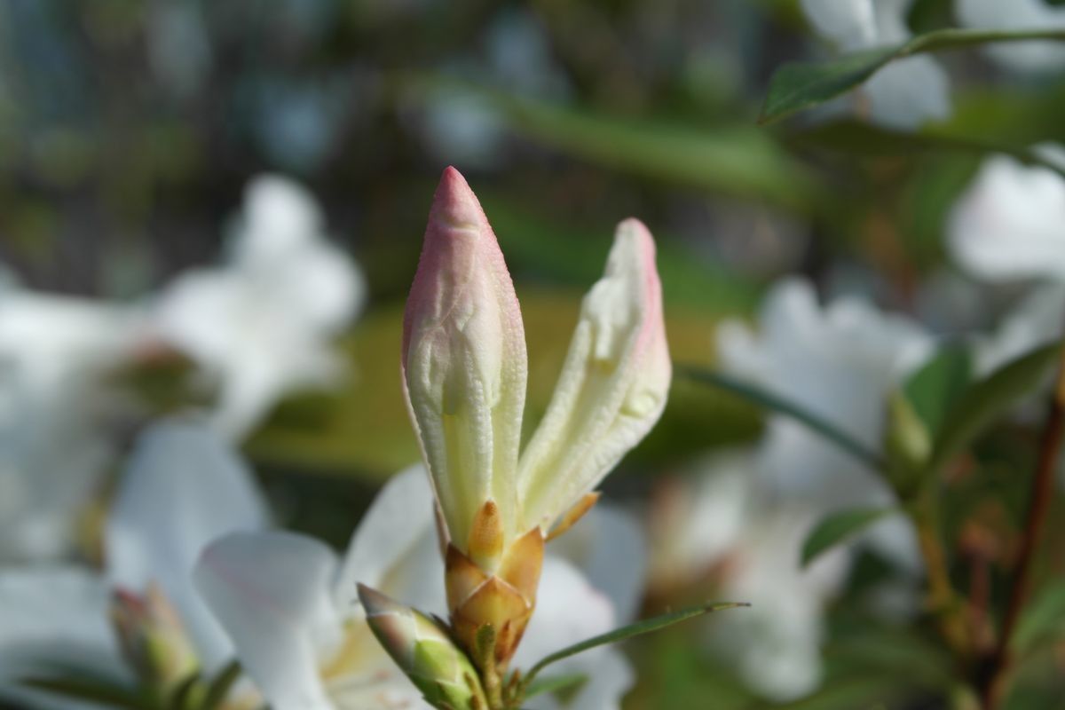 Rhododendron formosum flower