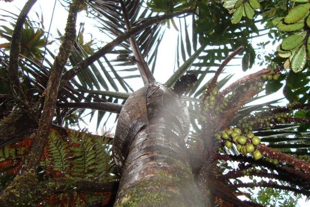 Basselinia humboldtiana — search result for 'Arecaceae'