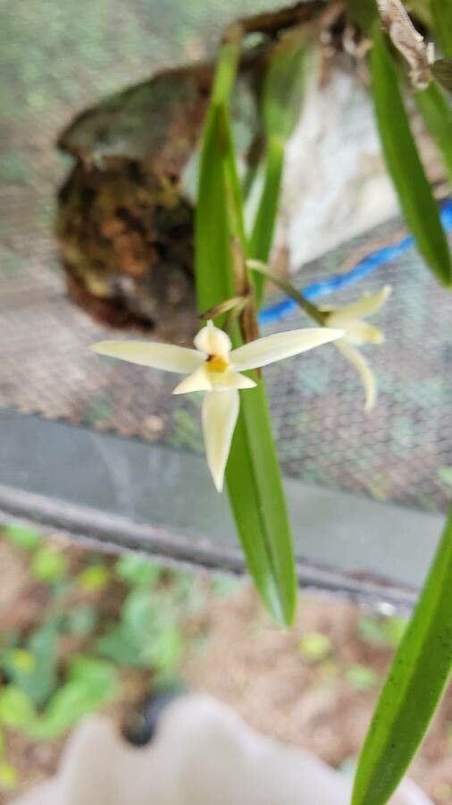 Nidema boothii — related species from the same genus