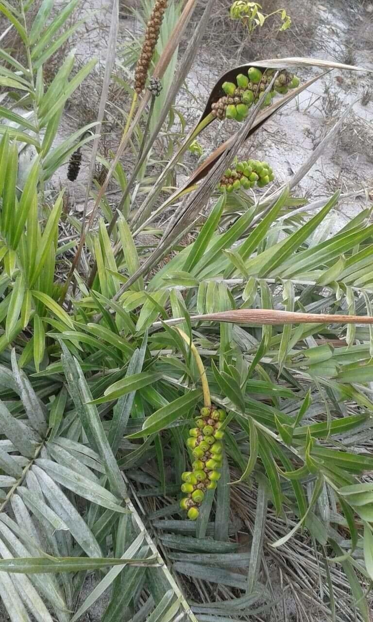 Allagoptera arenaria fruit
