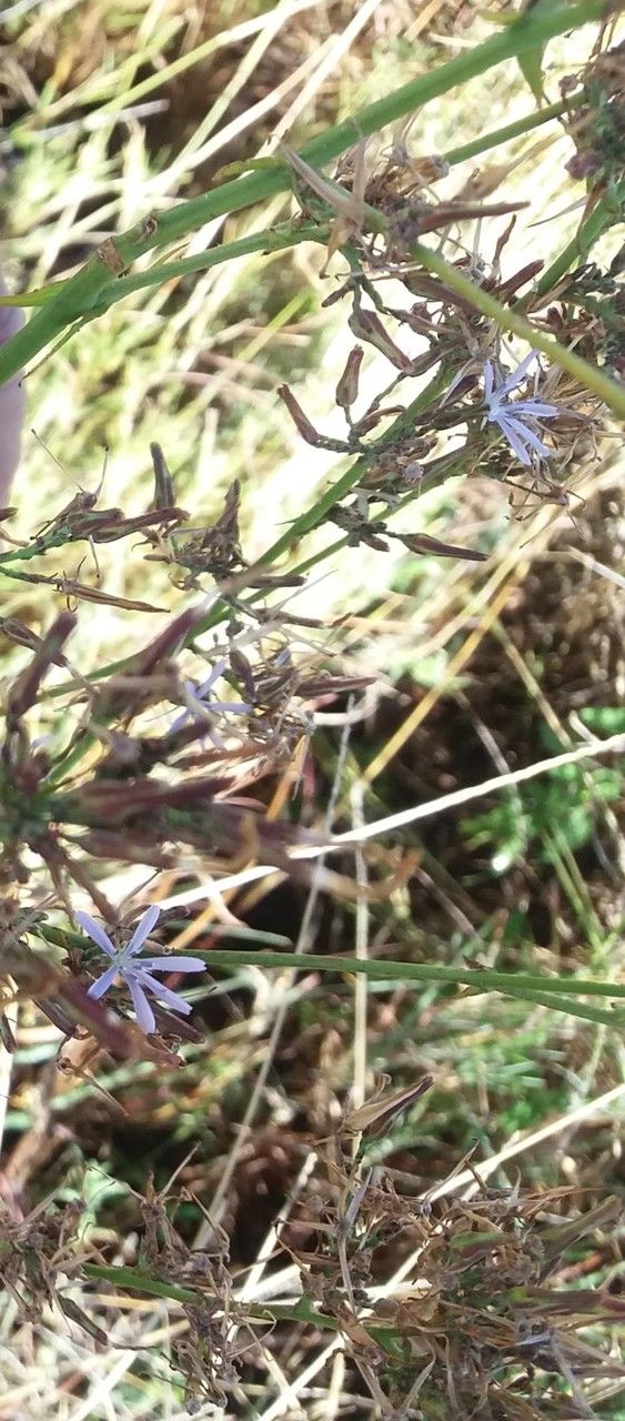 Lactuca inermis habit