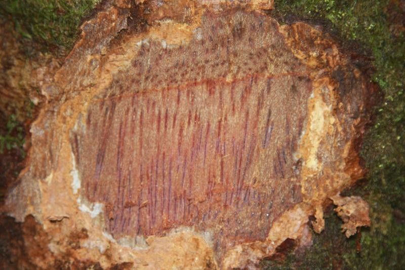 Caraipa densifolia other