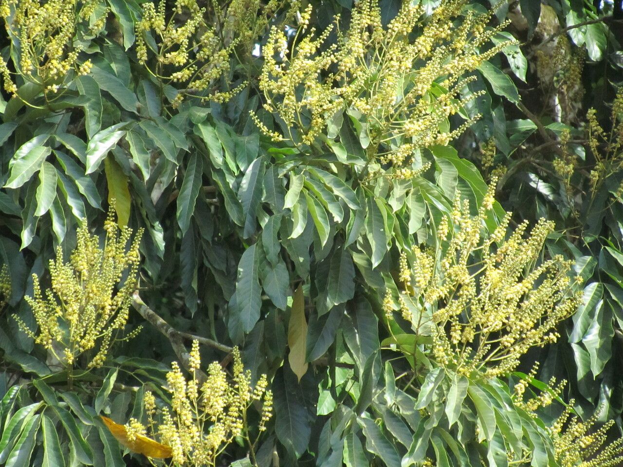 Tachigali costaricensis flower