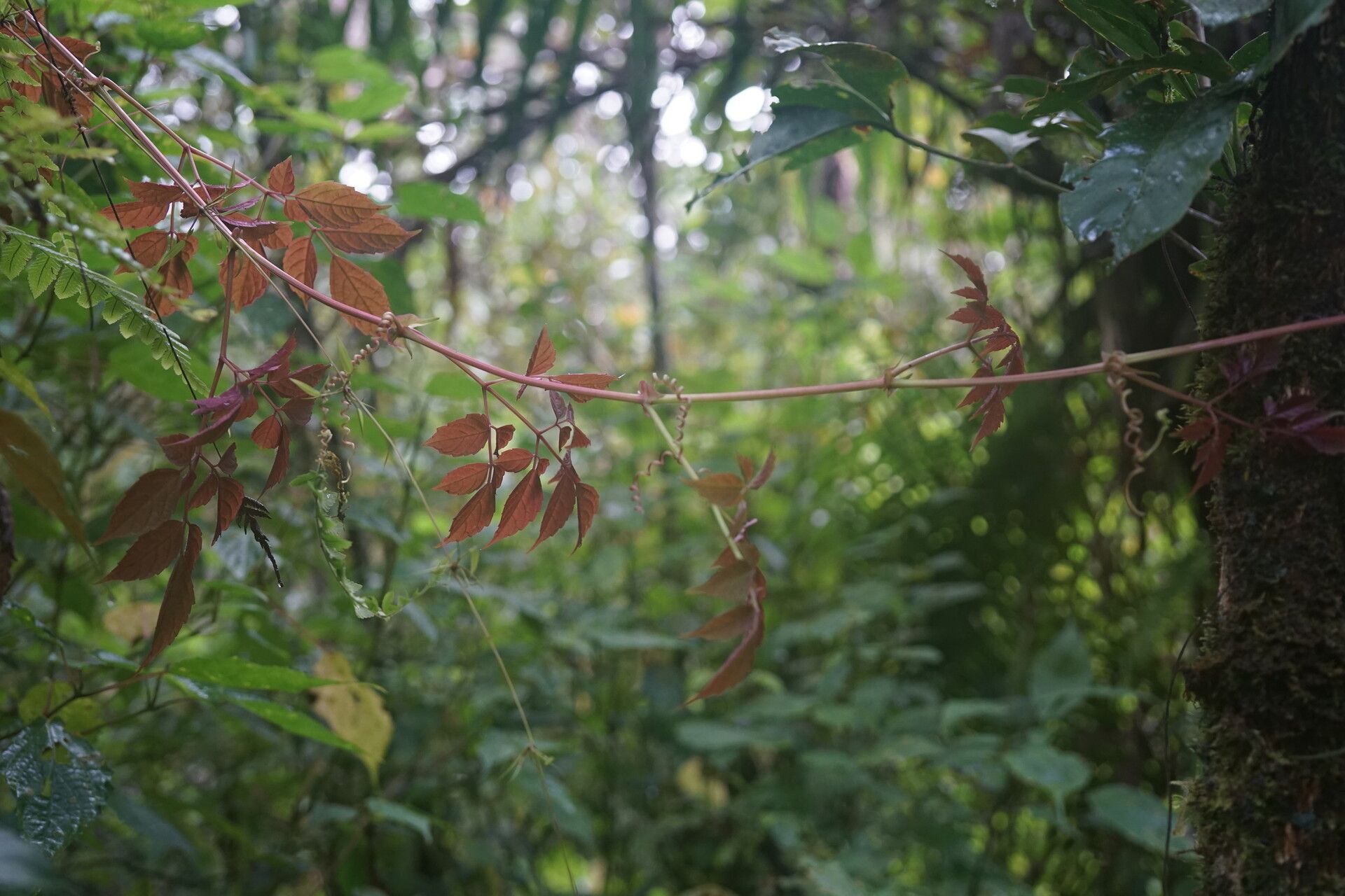 Cyphostemma marojejyense habit