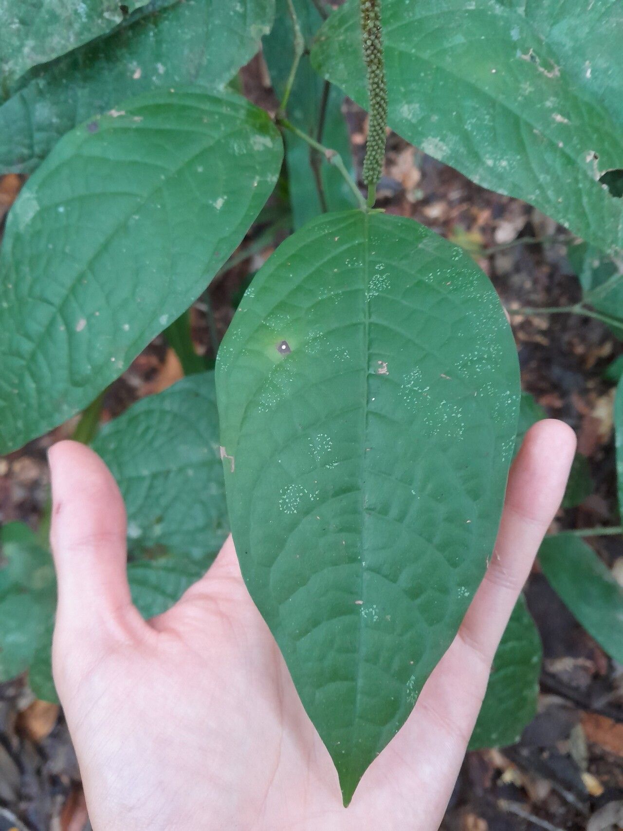 Piper bartlingianum — search result for 'Piper'