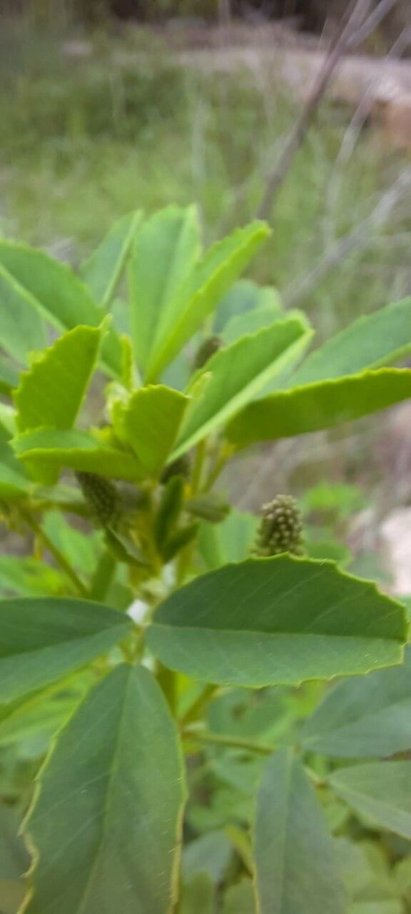 Melilotus elegans flower