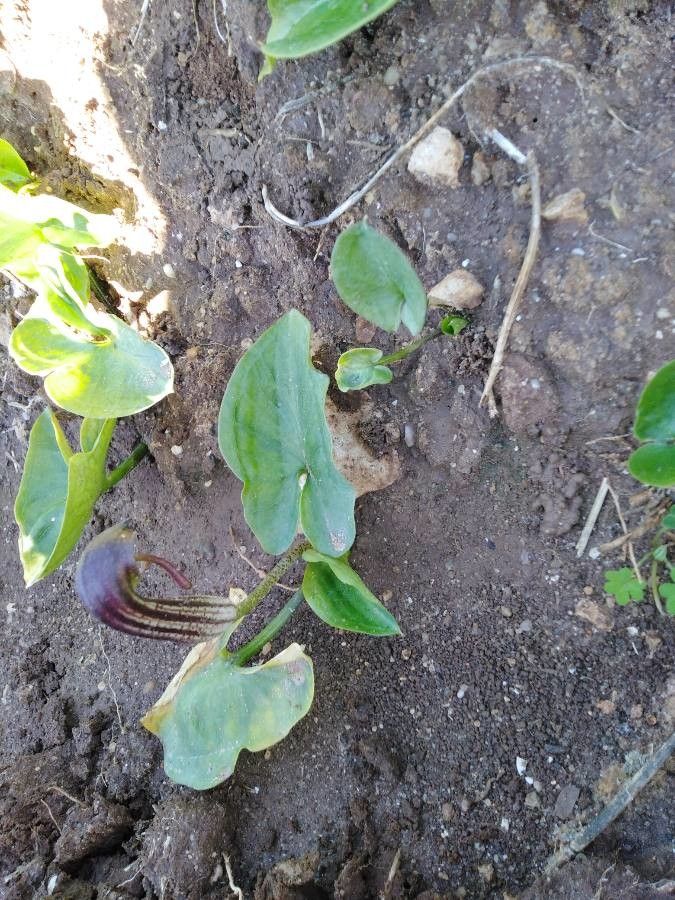 Arisarum vulgare
