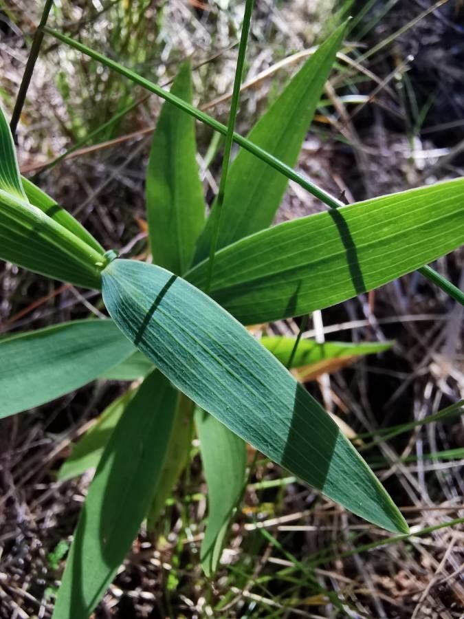 Bupleurum salicifolium leaf