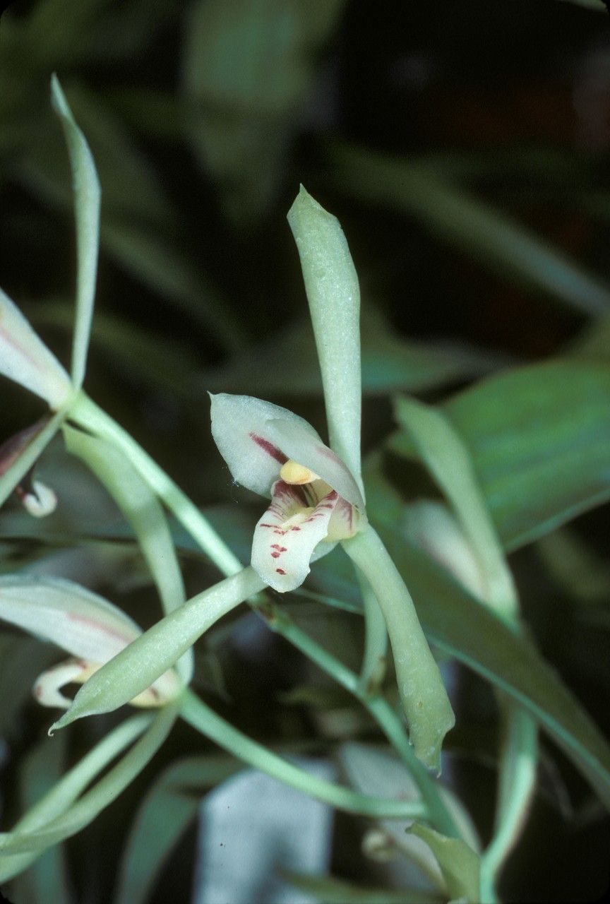 Cymbidium lancifolium — search result for 'Cymbidium'