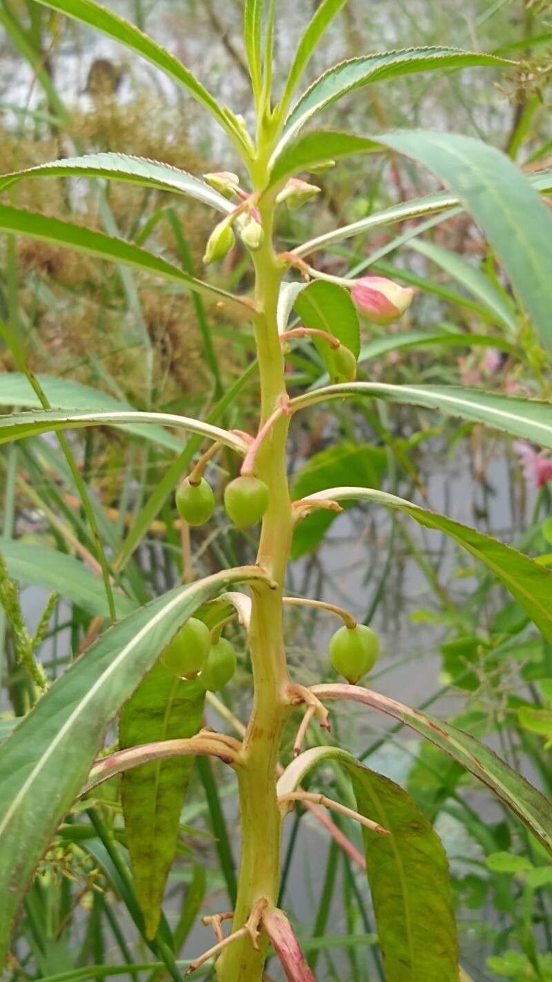 Hydrocera triflora fruit